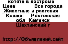 котята в костроме › Цена ­ 2 000 - Все города Животные и растения » Кошки   . Ростовская обл.,Каменск-Шахтинский г.